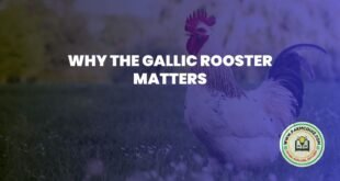 Gallic Rooster